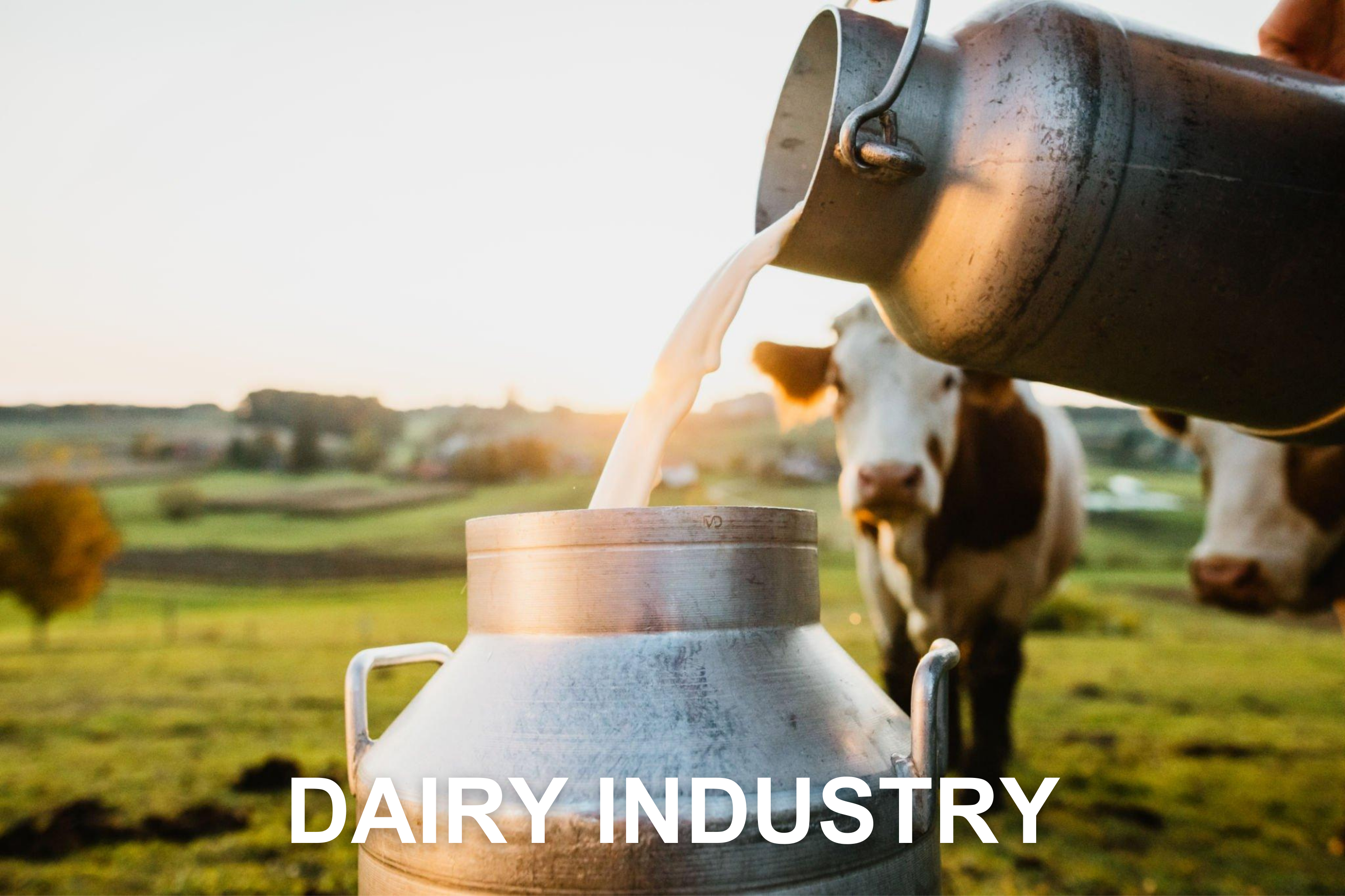 DAIRY PROJECT SERVICES